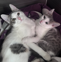 joi et eris